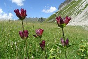 76 Genziana porporina (Gentiana purpurea)